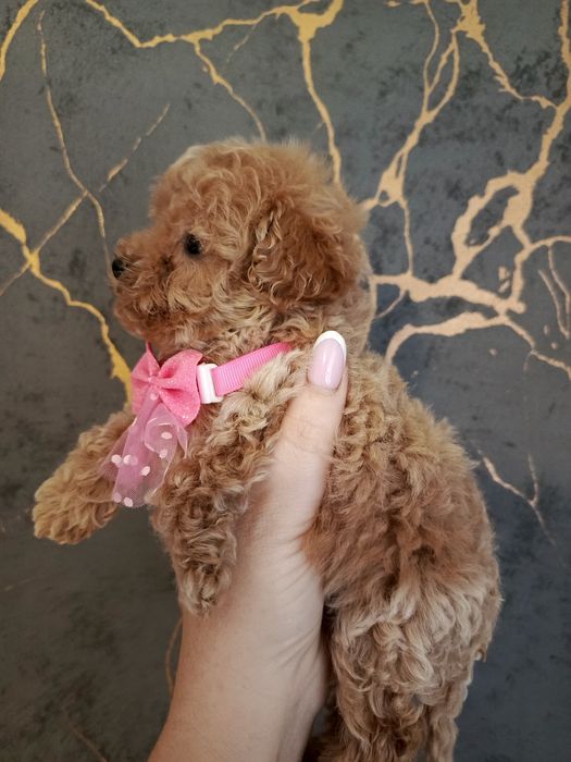 Cudny Reproduktor Pudel Toy wystawowy badania genetyczne