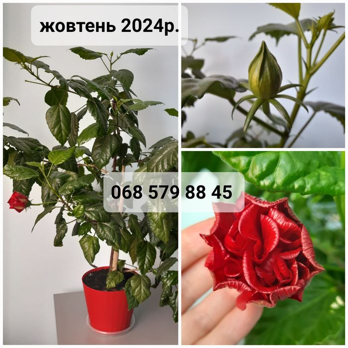 ГІБІСКУС червоний МАХРОВИЙ (кімнатна рослина), китайська роза червона