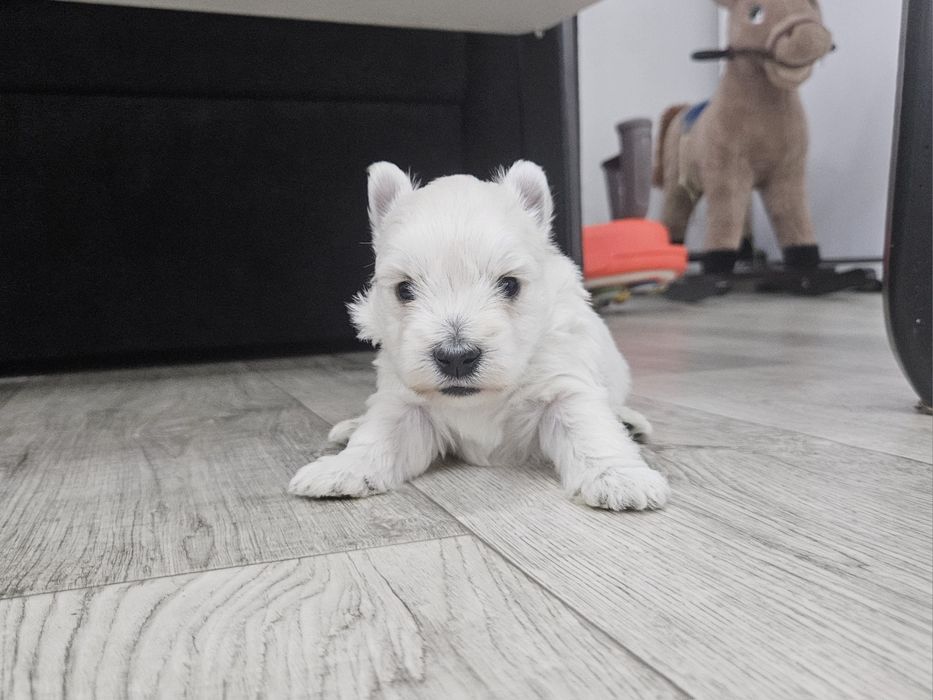 West Highland White Terrier