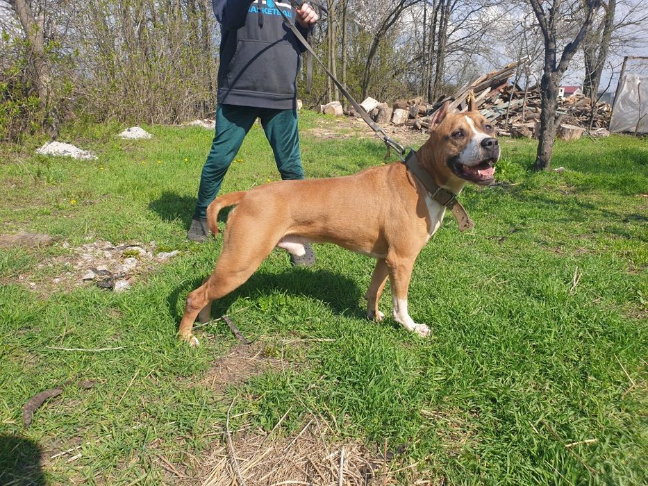 Американский старфордшинский терьер