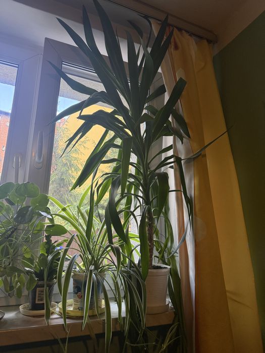 Juka gwatemalska bardzo duży kwiat doniczkowy