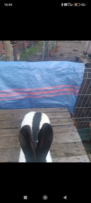 Sprzedam 1.0 olbrzym srokacz czarny