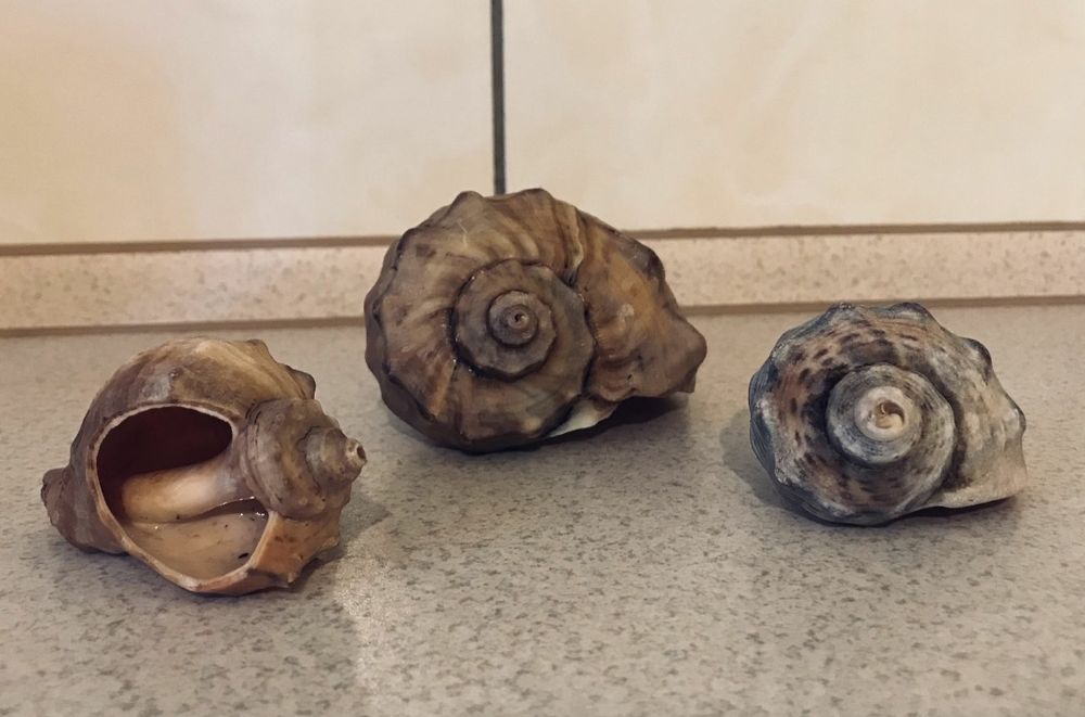 Ракушки разные/мушлі різні