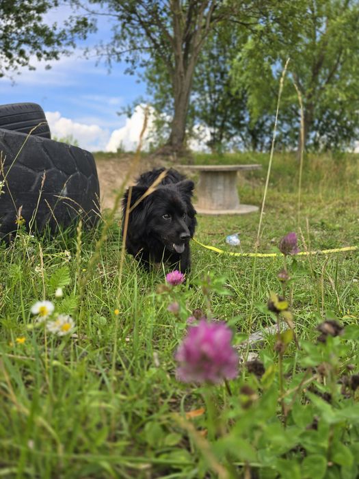 Dajra- mini Chow Chow szuka kochającego domu