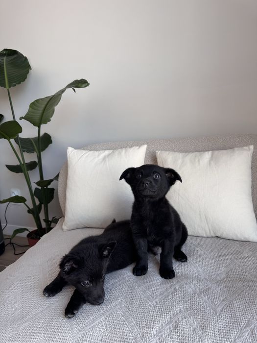 Цуценята хлопчики в добрі руки, будуть маленькі, до 9 кг