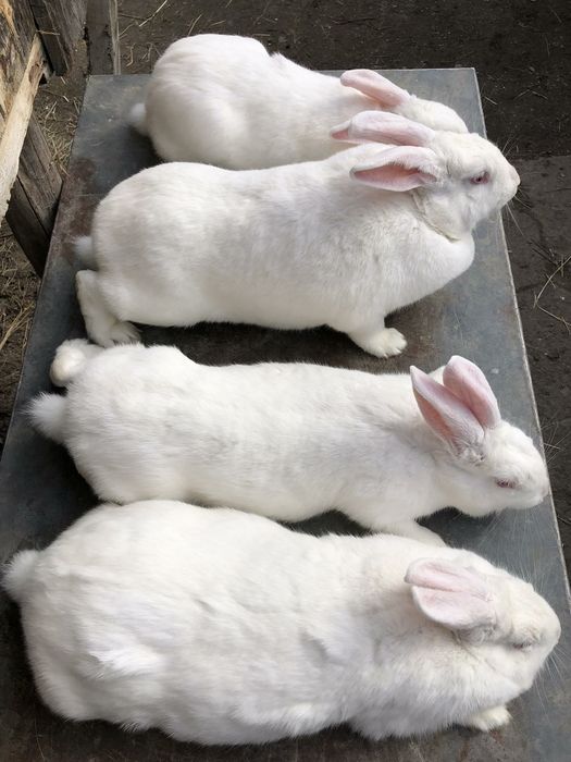Продаю кролі.Термони. Та самка Каліфорнія