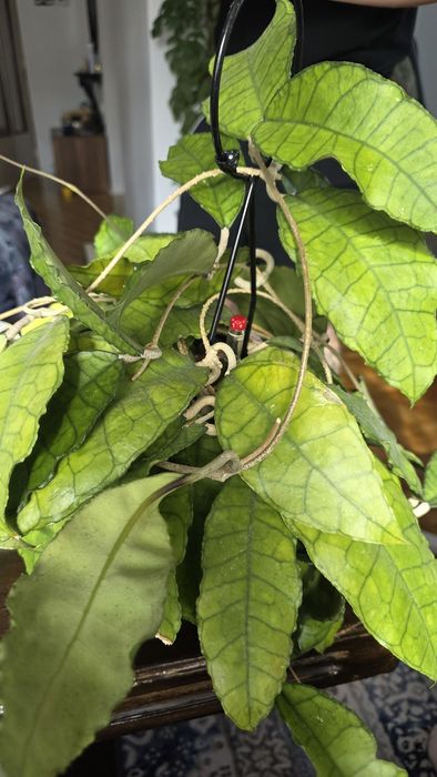 Hoya Nong Nooch iml 1541