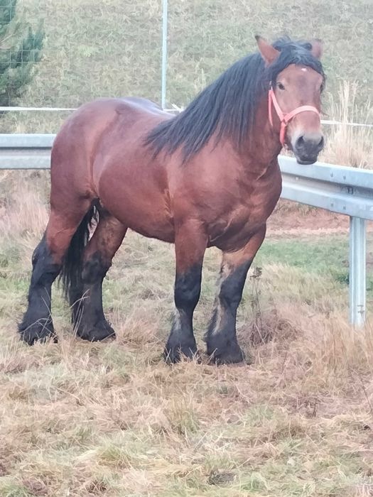 Skup koni w różnej kondycji!!!