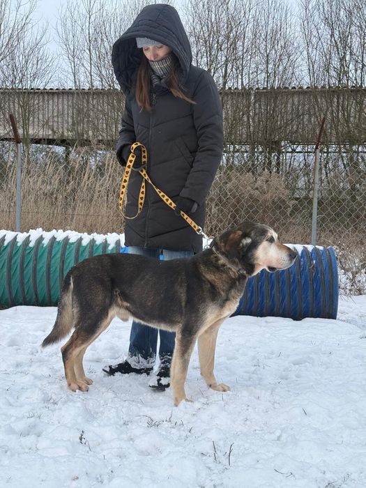 URATUJ BORYSA – duży, owczarkowaty pies o wielkim sercu czeka na dom!