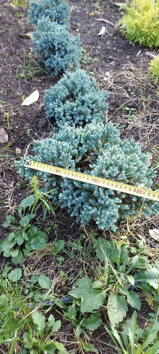 Ялівець лускатий Блю Стар та інші