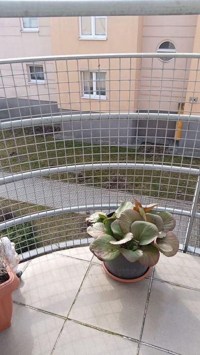 Kawalerka na sprzedaż 29m Borkowska