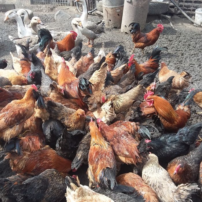 Продажа домашних петухов на развод и на мяса.