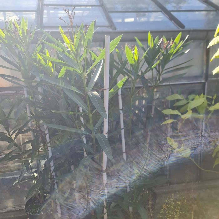 Oleander drzewka 1m