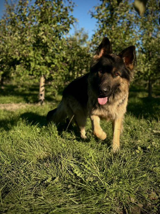 Бронювання цуценят німецької вівчарки.