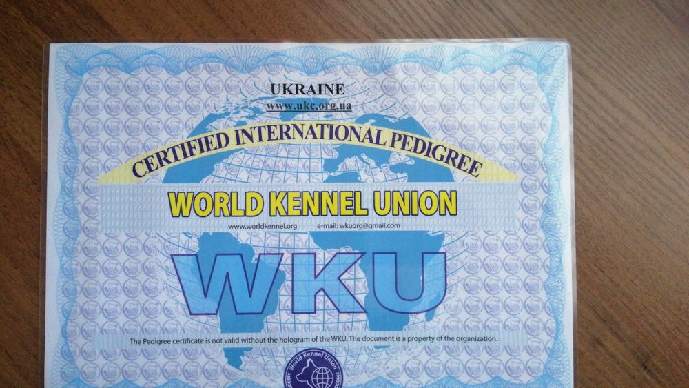 В'язка!Джек Рассел