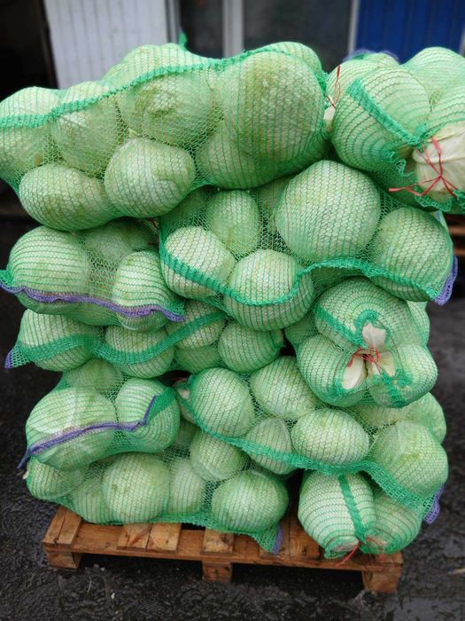 Продам капусту без тріпса