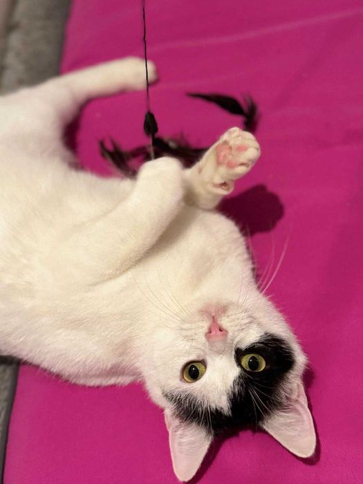 Łatka - urocza, drobna kotka do adopcji