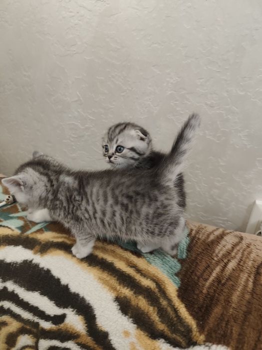 Шотландські кошенята