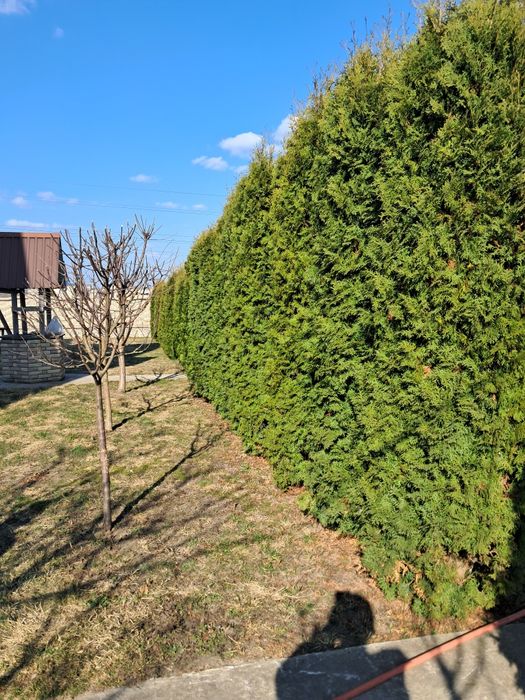 Продам туї висота 1,5 до 3 метра