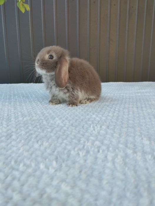 Декоративний кролик