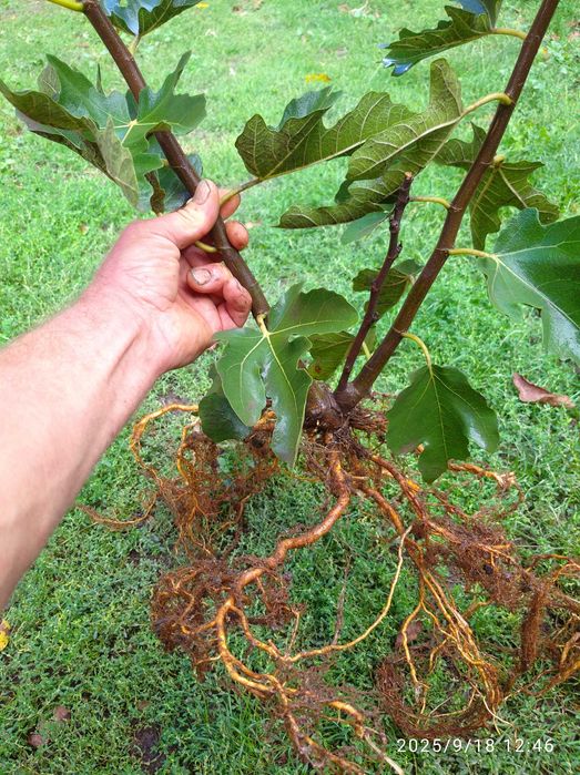 Інжир сорту Брунсвік (саджанці)