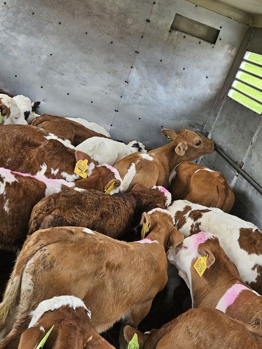 Cielaki mięsne oraz krzyżówki