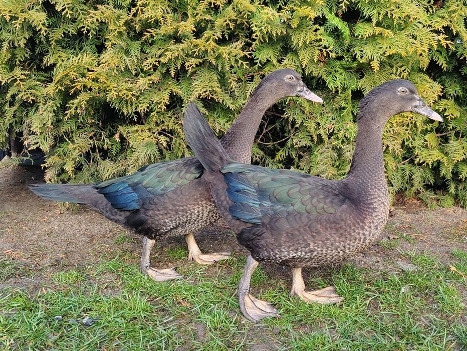 Kaczki, kaczory piżmowe/ francuskie