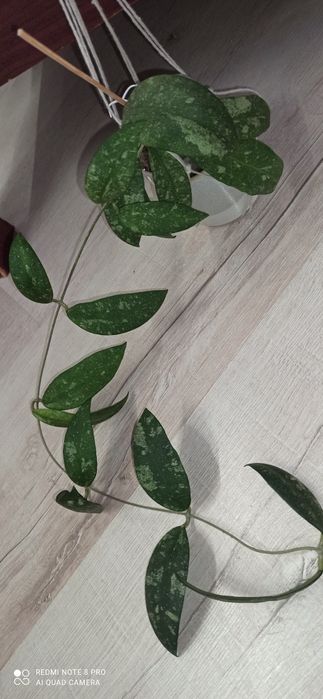 Хойя hoya polypus