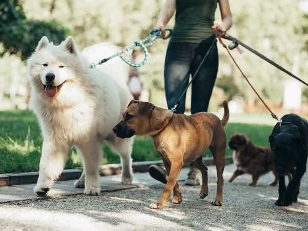 Petsitter/opieka na pieskiem