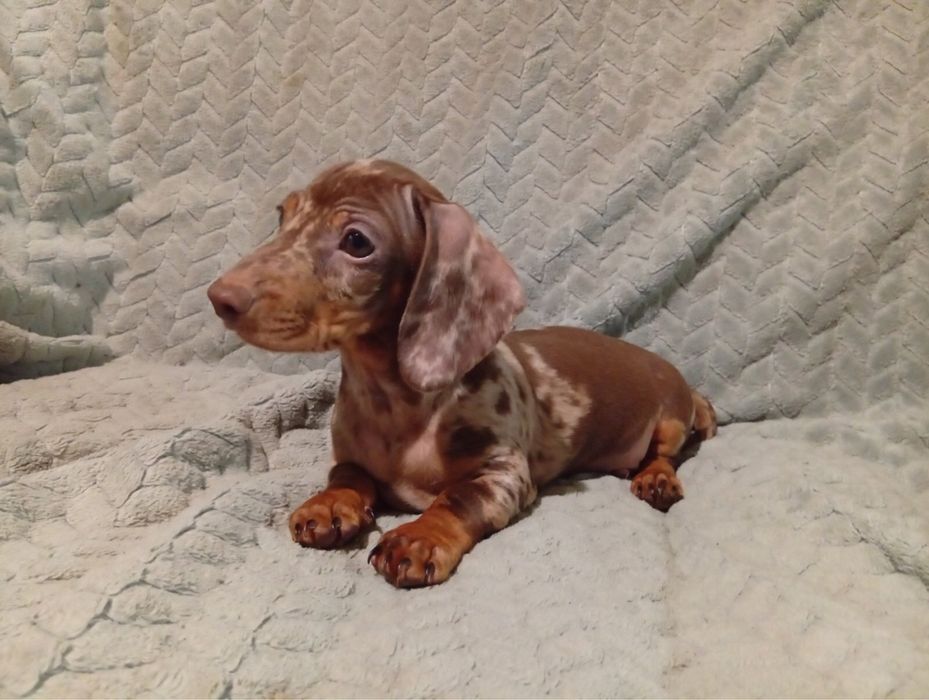 Міні такса хлопчик