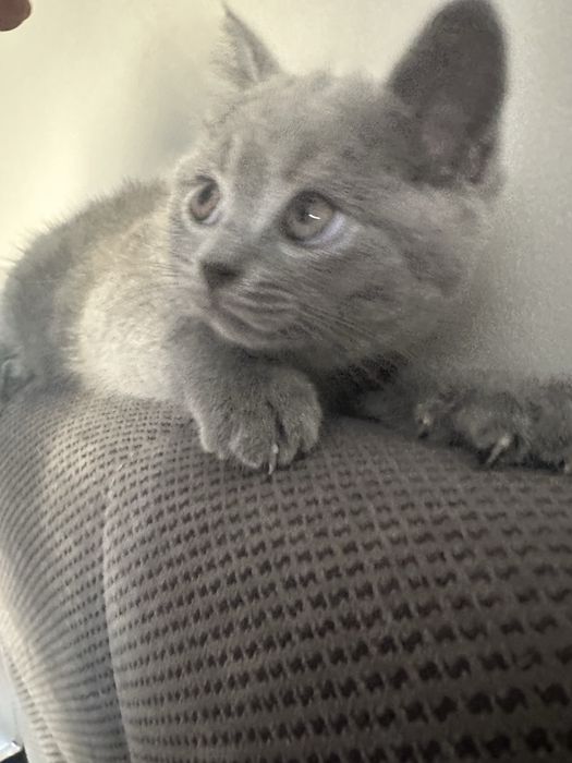 gatinho british fold