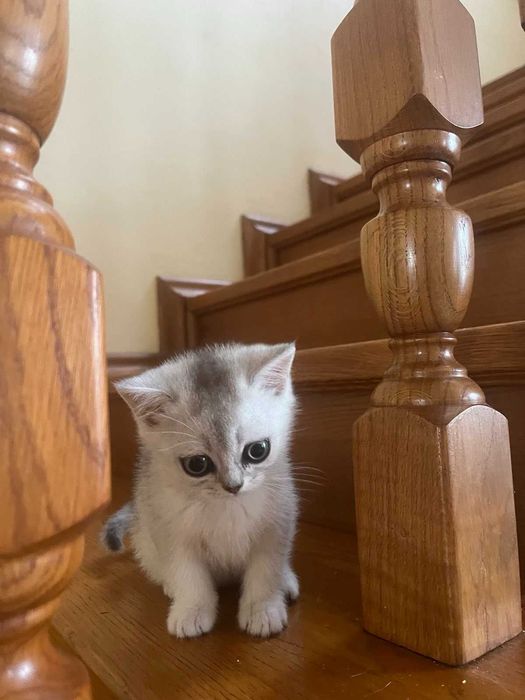 Срібний тікірований  зеленоокий бритнець
