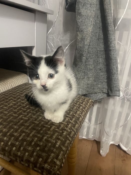 Котик в добрі руки