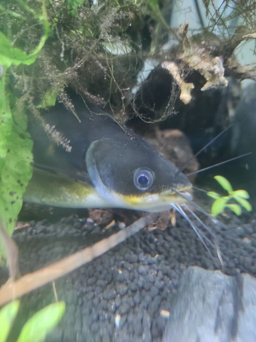 Sum akwarystyczny Mystus nigriceps