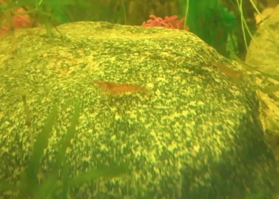 Krewetki akwariowe - pomarańczowe