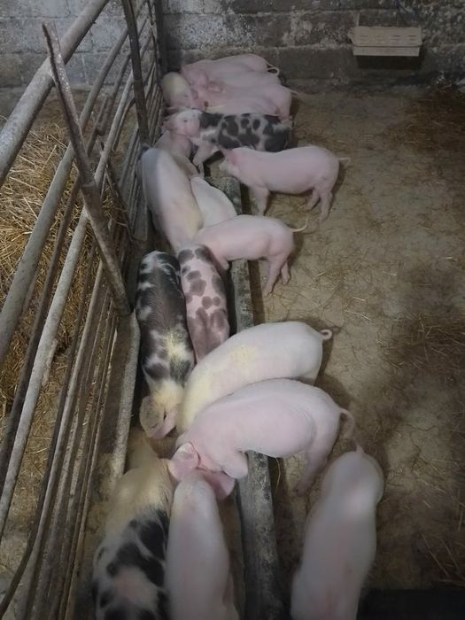 Продається поросята