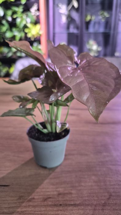 Nadwyżki roślin pędówki Epiprenium,Syngonium ...