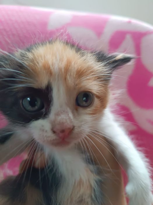 Кошенята шукають родини 1,5 міс