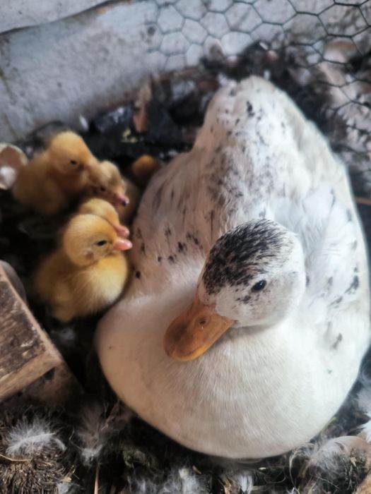 Kaczki call duck, dwie kaczuszki +kaczorek