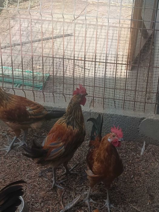 Jovens machos Leghorne, Andaluz Surenha Morucha e Road Island Red