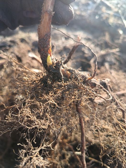 Продам садженці ремонтантної малини