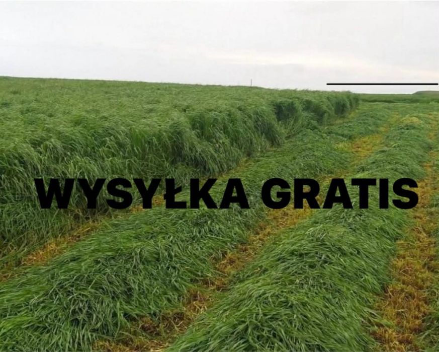 Mieszanka traw lucerna koniczyna gorzowska kupkówka festulolium trawa