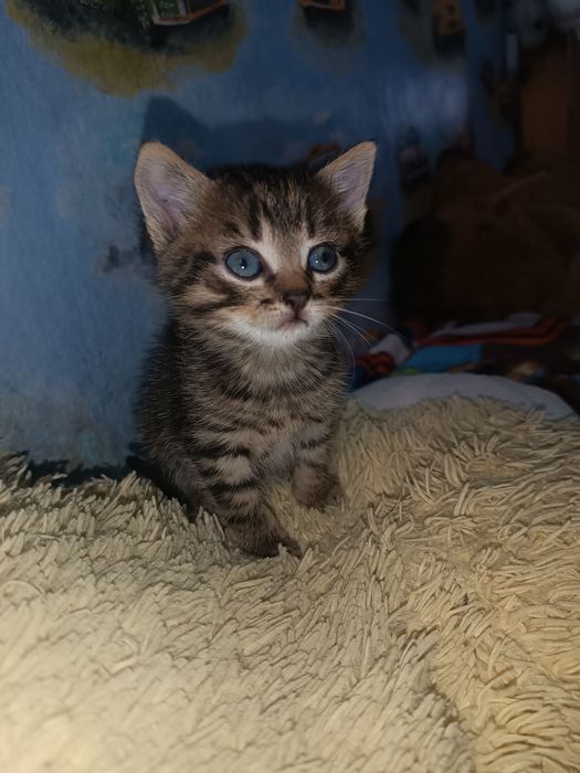 Віддамо котят у добрі руки