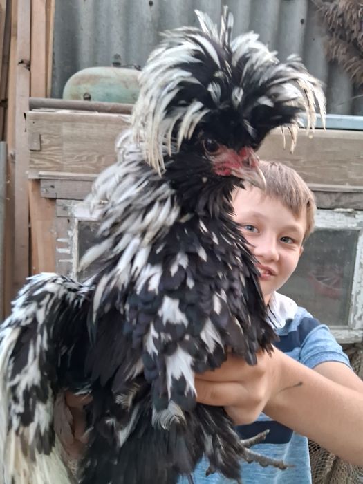 Падуан карликовый. Ия