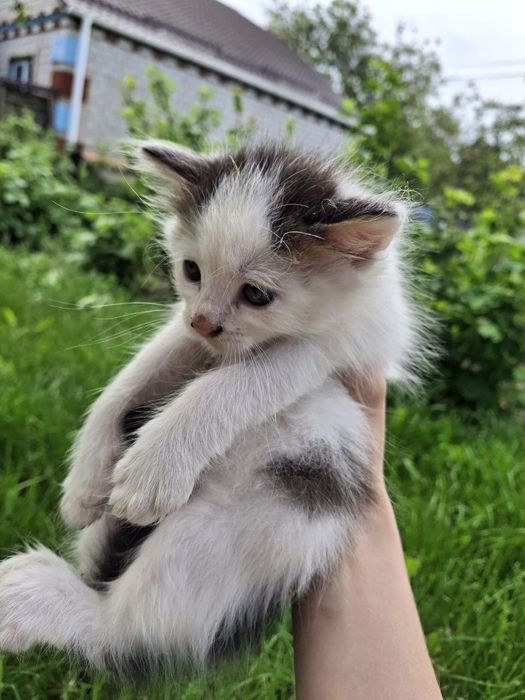Відам кошенят в добрі руки