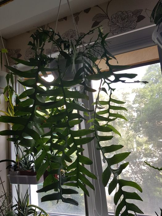 Лесные кактусы - срезы селенцериуса Антония,марниеры