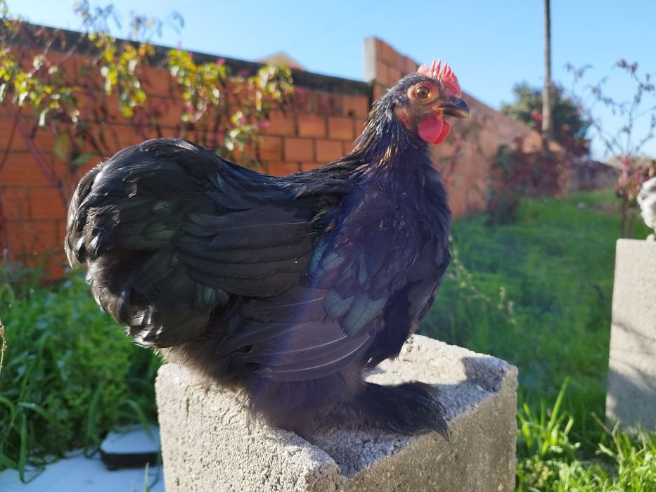 Pekins...black , black copper e black mottled