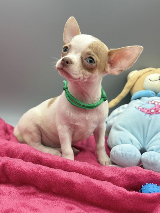 Chihuahua *piesek*