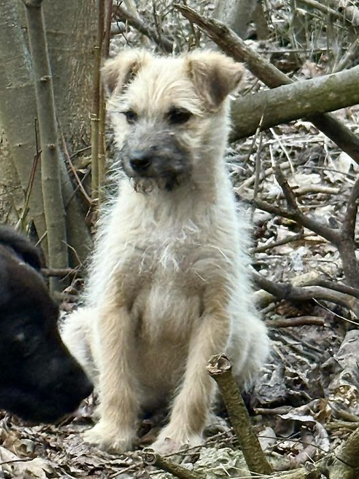 Собачка шукає сім'ю