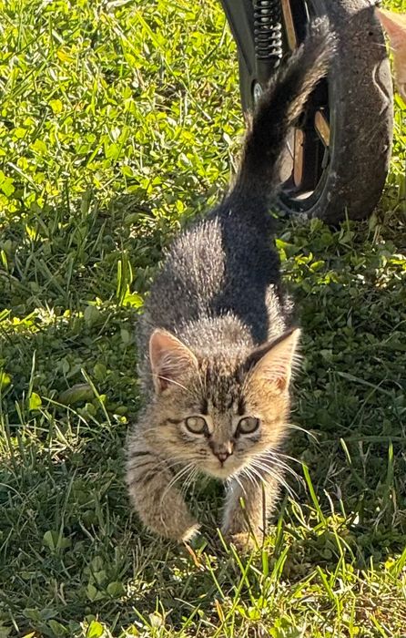 Тварини коти безкоштовно